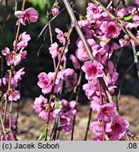 Persica vulgaris Pink Cascade
