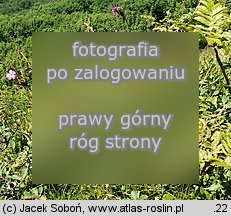 Dianthus carthusianorum ssp. saxigenus (goździk kartuzek skalny)
