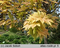 Acer pseudoplatanus Brilliantissimum