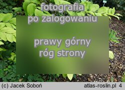 Polygonatum odoratum var. maximowiczii (kokoryczka wonna odm. Maksymowicza)