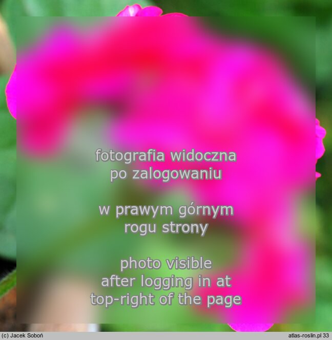 Pelargonium peltatum Pacyfic Lavender