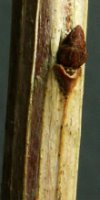 Symphoricarpos albus (śnieguliczka biała)