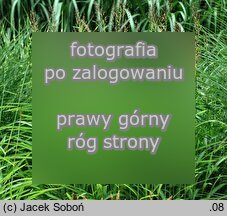 Spodiopogon sibiricus (palczatka syberyjska)