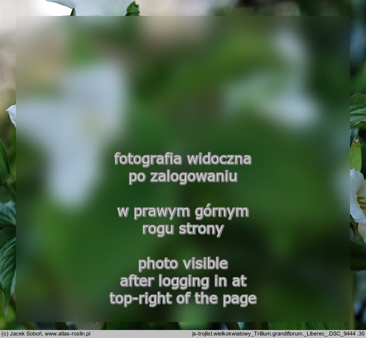 Trillium grandiflorum (trójlist wielkokwiatowy)