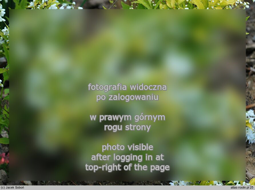 Deutzia gracilis Aurea