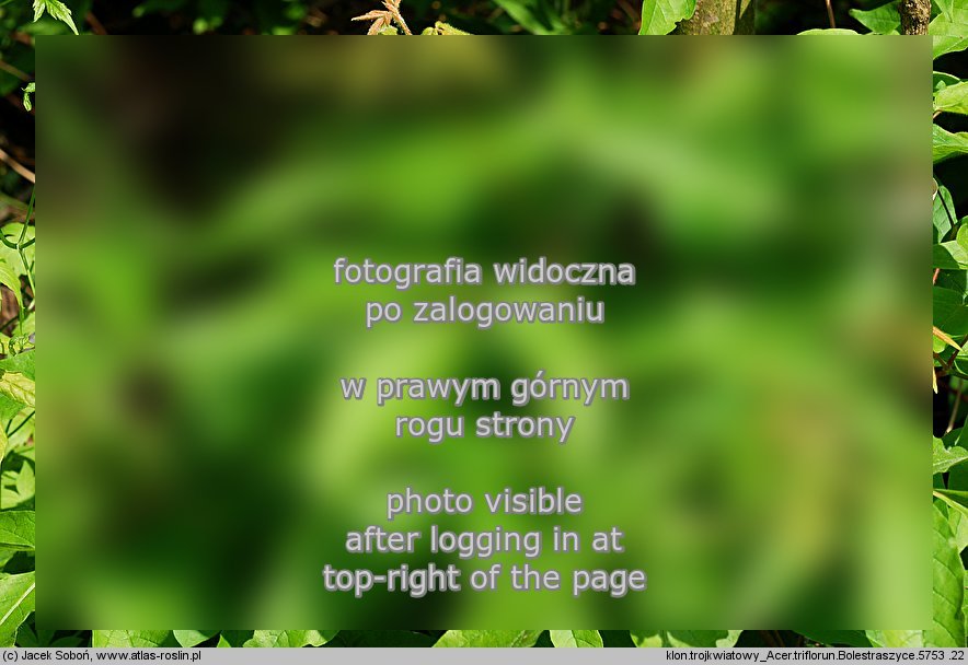 Acer triflorum (klon trójkwiatowy)