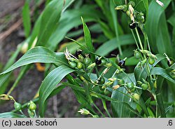 Coix lacryma-jobi (łzawnica ogrodowa)