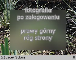 Carex conica (turzyca stożkowata)