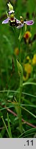 Ophrys apifera (dwulistnik pszczeli)