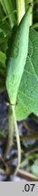 Sanguinaria canadensis (sangwinaria kanadyjska)
