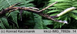Matteuccia struthiopteris (pióropusznik strusi)