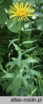Inula salicina (oman wierzbolistny)