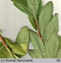 Spiraea ×pseudosalicifolia (tawuła nibywierzbolistna)