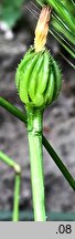 Hedypnois cretica (słodkokwiat kreteński)