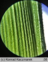 Hierochloe odorata (turówka wonna)