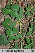 Rubus glivicensis (jeżyna gliwicka)