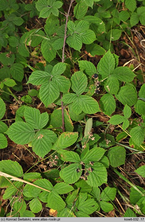 Rubus camptostachys (jeżyna orzęsiona)