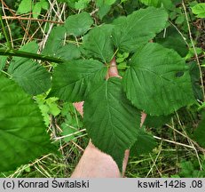 Rubus sulcatus (jeżyna bruzdowana)
