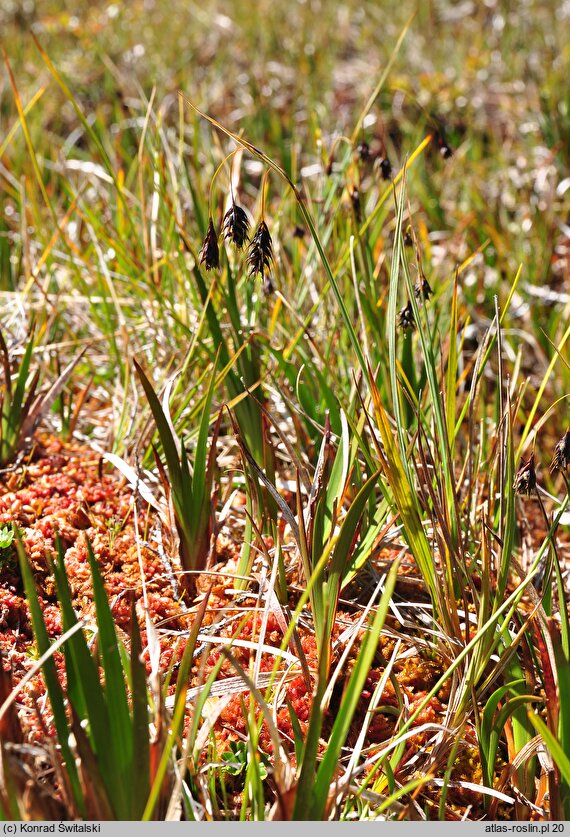 Carex magellanica ssp. magellanica