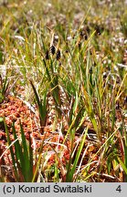 Carex magellanica ssp. magellanica