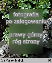 Pimpinella saxifraga ssp. rupestris (biedrzeniec mniejszy skalny)