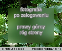 Fagus grandifolia (buk amerykański)