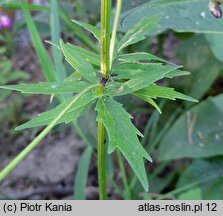Valeriana excelsa ssp. sambucifolia (kozłek bzowy)