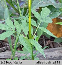 Valeriana excelsa ssp. sambucifolia (kozłek bzowy)