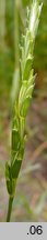 Aegilops ligustica (egilops orkiszowaty)