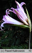 Amaryllis belladonna (amarylis (bot.))