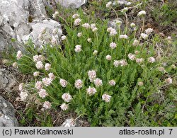 Anthyllis montana (przelot górski)