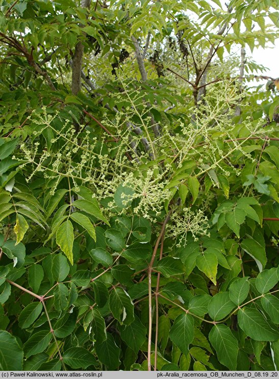 Aralia racemosa (aralia groniasta)