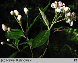 Aronia arbutifolia (aronia czerwona)