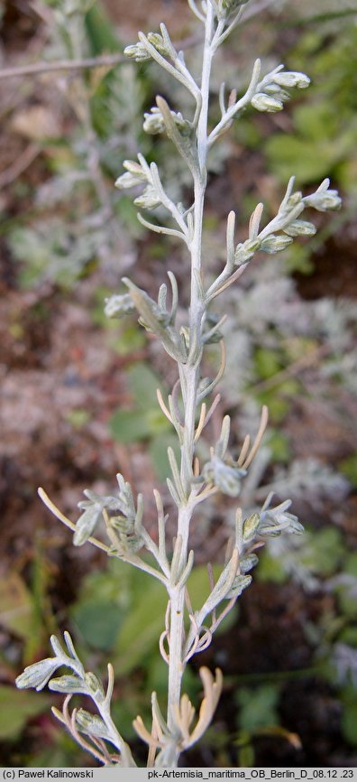 Artemisia maritima (bylica nadmorska)