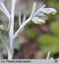Artemisia maritima (bylica nadmorska)