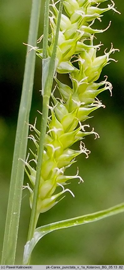 Carex punctata (turzyca punktowana)