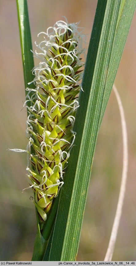 Carex ×involuta