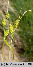 Carex ×ruedtii
