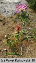 Centaurea calcitrapa (chaber kolący)