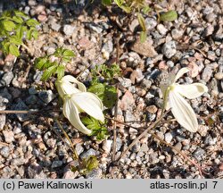 Clematis alpina ssp. sibirica (powojnik syberyjski)