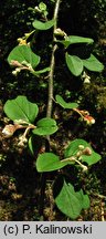 Cotoneaster zabelli (irga Zabela)