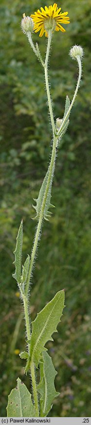 Crepis foetida ssp. foetida (pępawa cuchnąca)