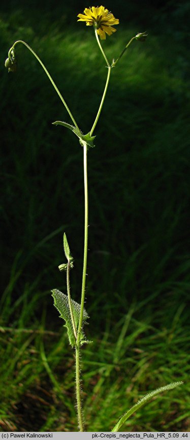 Crepis neglecta (pępawa zaniedbana)
