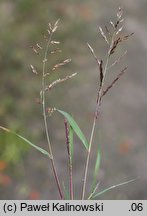 Eragrostis multicaulis (miłka wielołodygowa)