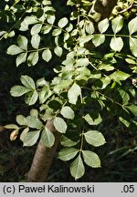 Fraxinus angustifolia ssp. oxycarpa (jesion wąskolistkowy ostroowockowy)