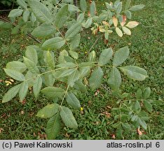 Fraxinus latifolia (jesion szerokolistny)
