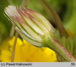 Hedypnois cretica (słodkokwiat kreteński)