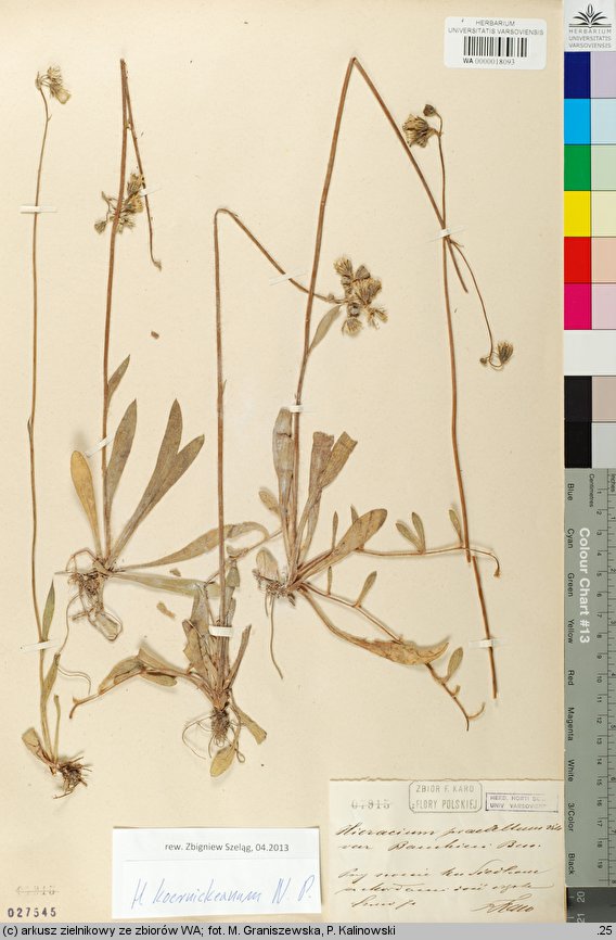 Hieracium koernickeanum (jastrzębiec Koernickiego)