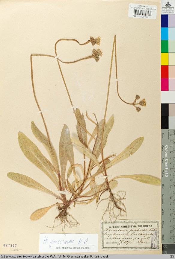 Hieracium prussicum (jastrzębiec pruski)