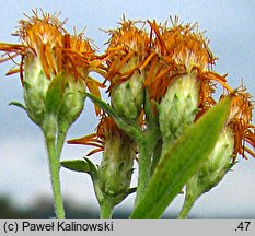 Inula germanica (oman niemiecki)